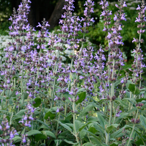 Herbs for spring Herbs for spring